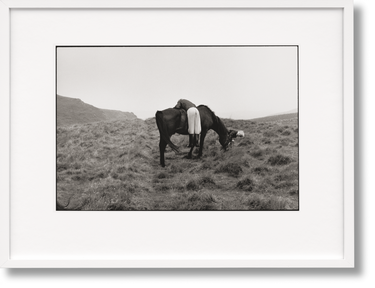 McCartney, Linda, Art A, Horse (English) (SA)
