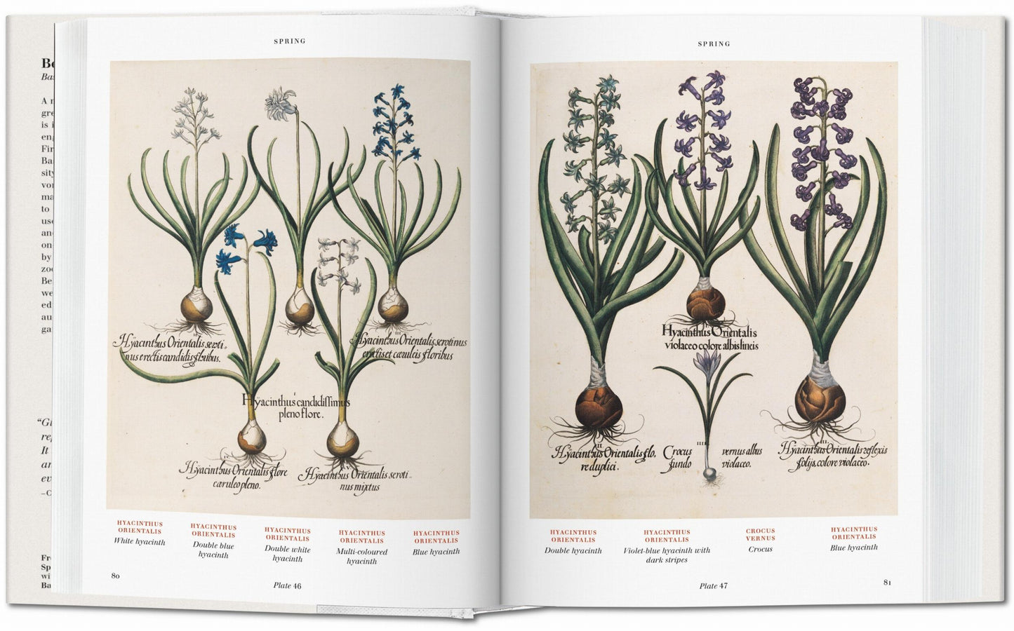 Besler, Book of Plants/Eichstätt