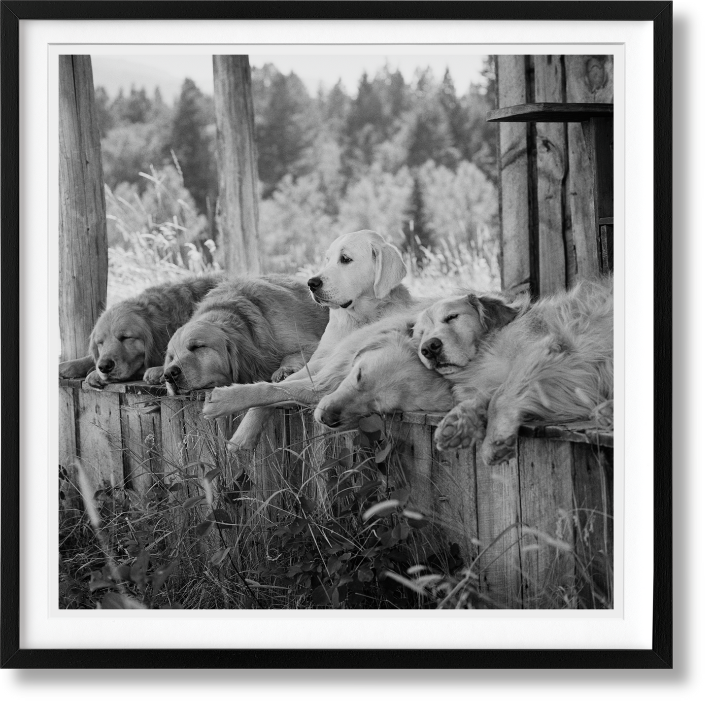 Weber, Dogs, Art A, Little Bear Ranch (German, French, English) (AP)