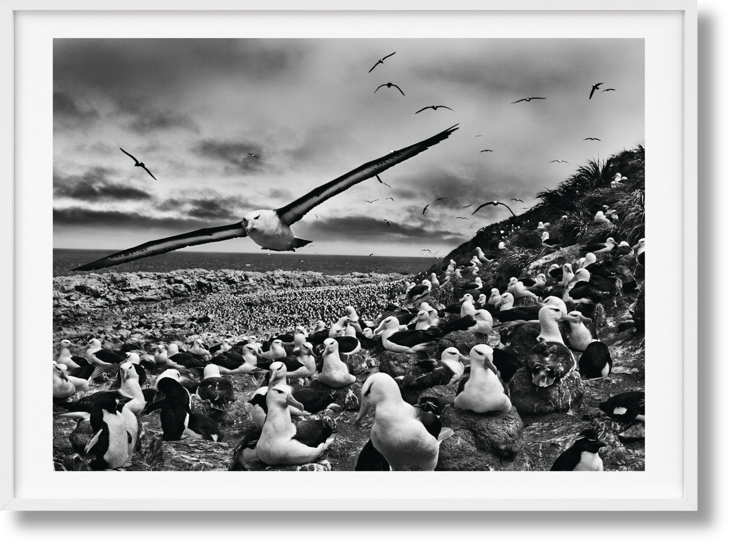 Salgado, Genesis, Art C, Falklandinseln (Englisch) (AP)