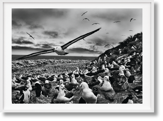 Sebastião Salgado. GENESIS, Art Edition No. 201–300 ‘Black-Browed Albatrosses, Falkland Islands’ (English)